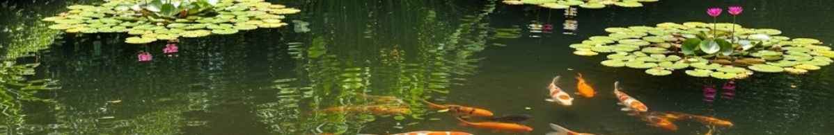 Okrasné ryby v jezírku